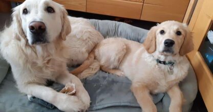 Un handichien aux Hortillons